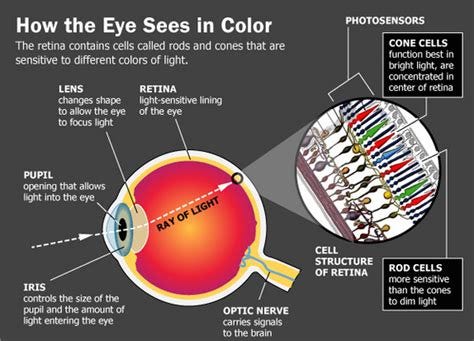 Eye Fact